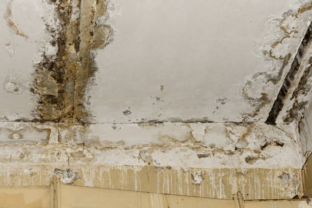 Best Residential water damage restoration  in Sells, AZ